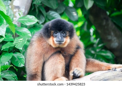 Spider Monkeys Ateles Geoffroyi Monkey While On A Tree Resting