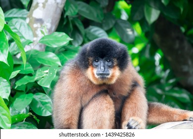 Spider Monkeys Ateles Geoffroyi Monkey While On A Tree Resting