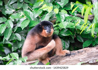 Spider Monkeys Ateles Geoffroyi Monkey While On A Tree Resting