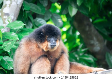 Spider Monkeys Ateles Geoffroyi Monkey While On A Tree Resting