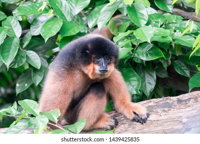 Spider Monkeys Ateles Geoffroyi Monkey While On A Tree Resting