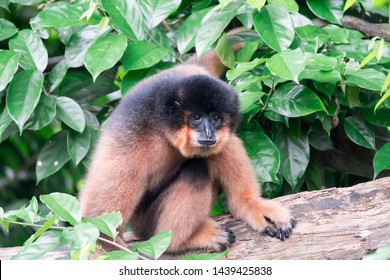 Spider Monkeys Ateles Geoffroyi Monkey While On A Tree Resting