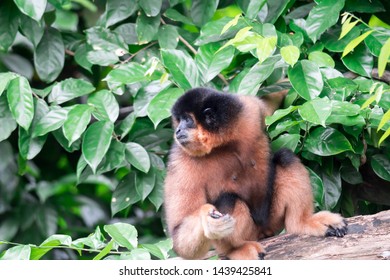 Spider Monkeys Ateles Geoffroyi Monkey While On A Tree Resting