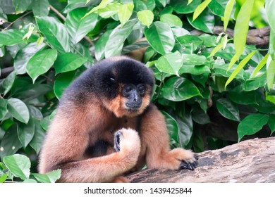 Spider Monkeys Ateles Geoffroyi Monkey While On A Tree Resting