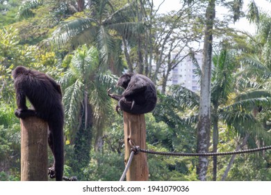 Spider Monkeys Socializing And Resting