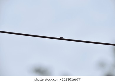 Spider moving in the wire with sky background - Powered by Shutterstock