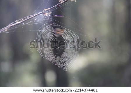 spider nature web forest macro