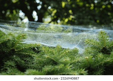 Spider nests, big and thick spider net on a coniferous bush in the garden. Macro shot of the cobweb on coniferous tree in the forest