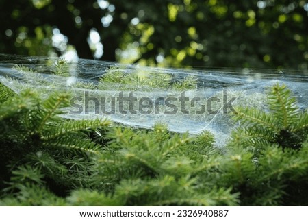 Spider nests, big and thick spider net on a coniferous bush in the garden. Macro shot of the cobweb on coniferous tree in the forest