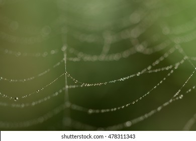 spider net