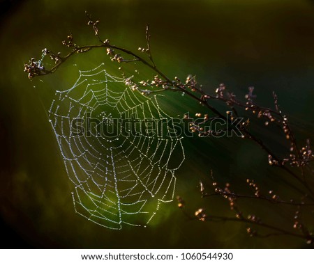 Similar – Image, Stock Photo brown-green Environment