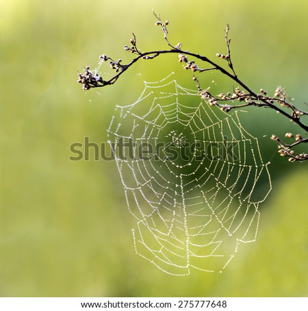 Similar – Image, Stock Photo brown-green Environment