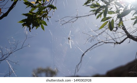 Spider In Net At El Questro Wilderness Park, Western Australia.