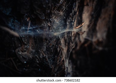 Spider net in the forest