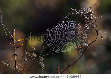 Similar – Rote und orangefarbene Blätter von Rubiginosa sind im Herbst in der Natur entstanden.