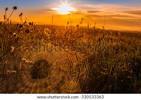 Abendrot beim Sonnenblumenfeld