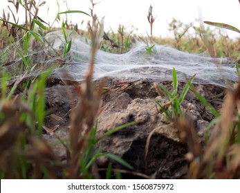 spider net on the surface