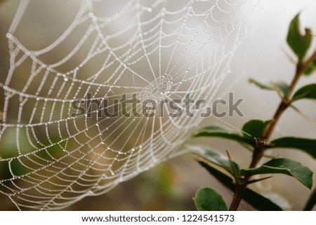 Image, Stock Photo drop net Plant