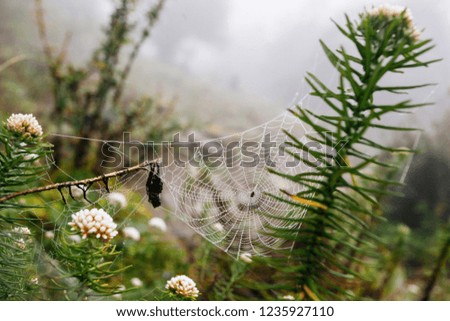 Similar – Image, Stock Photo drop net Plant