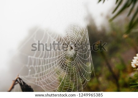 Similar – Image, Stock Photo drop net Plant