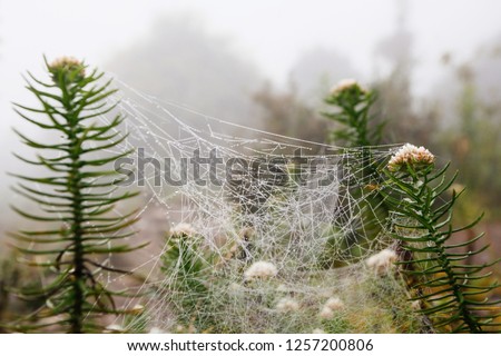 Similar – Image, Stock Photo drop net Plant