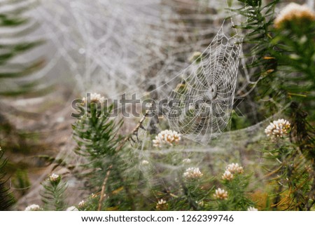 Similar – Image, Stock Photo drop net Plant