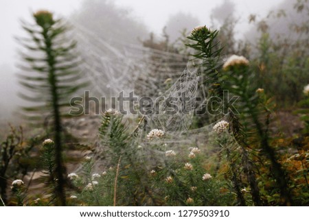 Similar – Image, Stock Photo drop net Plant