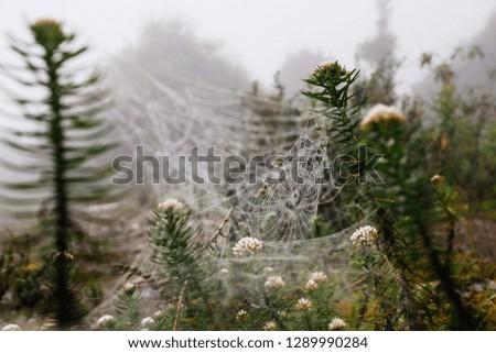 Similar – Image, Stock Photo drop net Plant