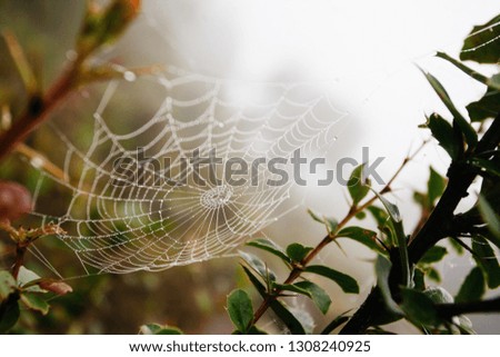 Similar – Image, Stock Photo drop net Plant