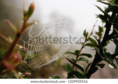 Similar – Image, Stock Photo drop net Plant