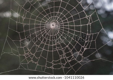 spider network, forest