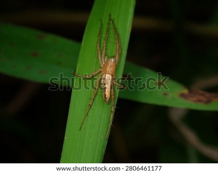 A spider with notably long thin legs rests on a green plant stem against a dark nighttime background.