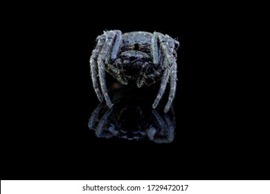 Spider on black background with reflection