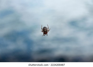 Araña sobre un fondo