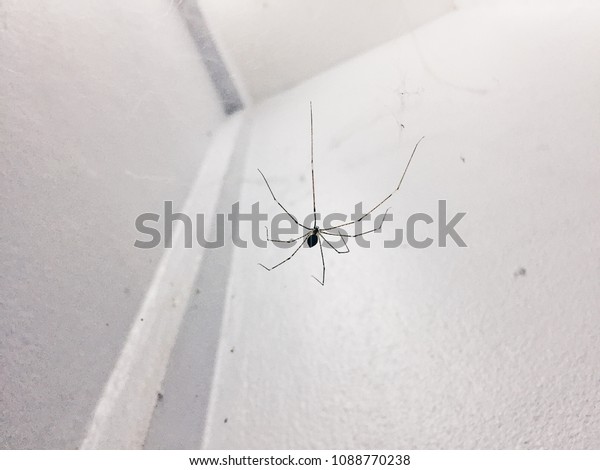 Spider On Ceiling Stock Photo Edit Now 1088770238