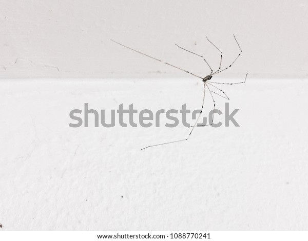 Spider On Ceiling Royalty Free Stock Image