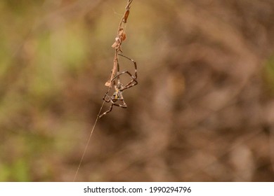 Spider on climbing on a web