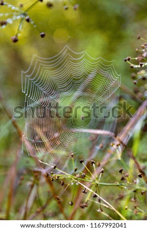 Image, Stock Photo Mushroom glow in the moor