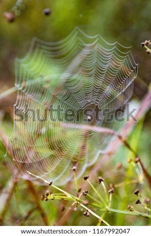 Similar – Image, Stock Photo Mushroom glow in the moor