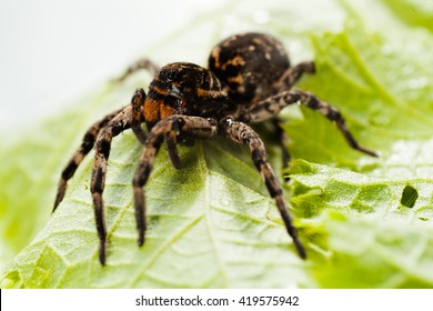 Spider on a green leaf; note shallow depth of field