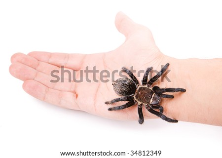 Spider on the hand isolated on white background.