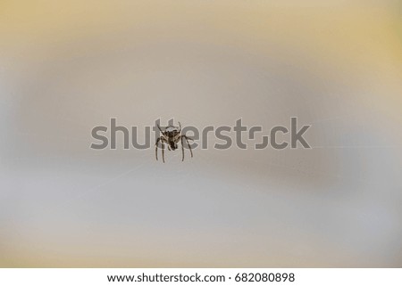 Similar – Bug on a windowsill Animal