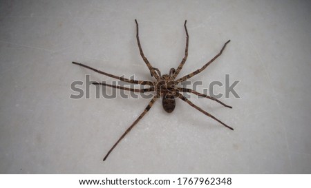 Similar – Image, Stock Photo Close-up of a spider