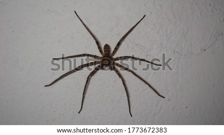 Similar – Image, Stock Photo Close-up of a spider