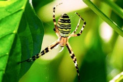 Spider On A Leaf From Above. Yellow Striped Wasp Spider - Argiope Bruennichi - Outside In Nature, Also Called Zebra, Tiger, Silk Ribbon On Garden Paprika, Pepper Leaf Background. Dorsal View