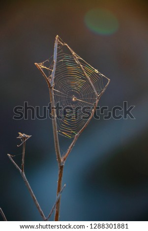 Image, Stock Photo vinegar tree Nature Branch