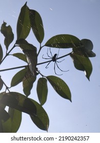spider on the tree. Selected focus