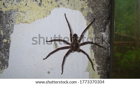 Similar – Image, Stock Photo Close-up of a spider