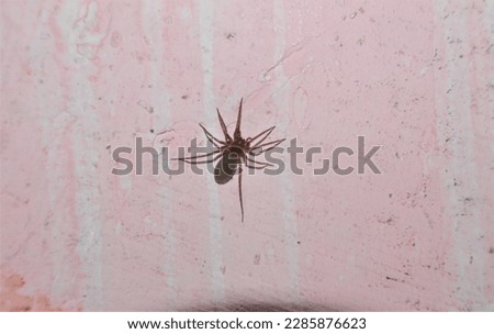 Spider on wall.
Closeup spider isolated white background.
It's called Moravian six-eyed spider (Harpactea Moravica).
Spiders waiting for prey.
Close up of insect.
Insects.
Bug, bugs.
Animal, animals