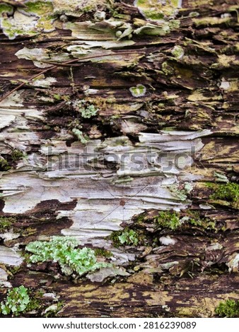 Spider on Weathered Tree Bark with Lichen